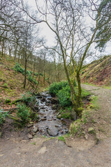 A view of a stream with naked trees and green vegetation along a path trail under a white cloudy sky