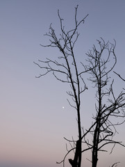 Old dry tree without leaves on the background of a beautiful sunset sky