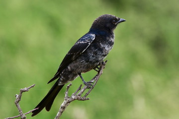 southern black tit bird in Kruger national park in South Africa