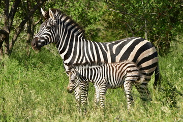 cute young zebra with its mum,Kruger national park,South Africa