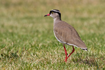 Crowned Lapwing (Vanellus coronatus)