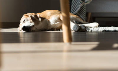 Lazy beagle dog sleeping on laminate floor and warming under summer sunrays.