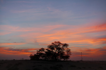 Fototapeta na wymiar A 400 year-old mesquite tree during sunset. the tree is named as 