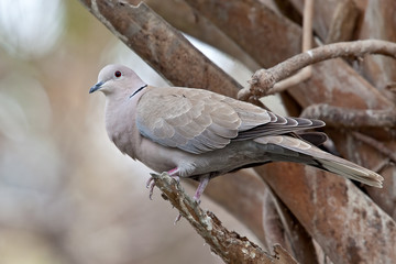 Eurasian Collard Dove (Streptopelia decaocto)