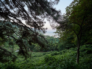 View of the seacoast with residential buildings through tree branches.