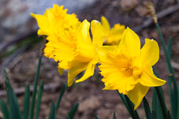 group of bright, happy, cheerful, yellow gold spring Easter daffodil bulbs blooming in outside garden in springtime