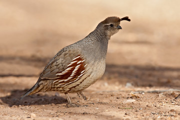 Gambel's Quail (Callipepla gambelii)