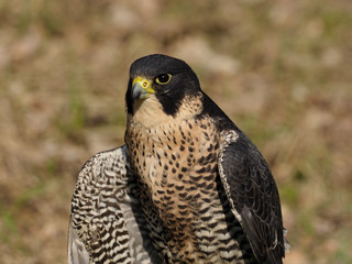 Wanderfalke