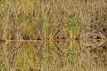 Abstract - Brown and green tall grasses reflects in waters.