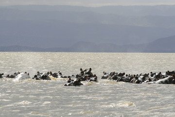 Fototapeta premium Family of Hippopotamus, Hippopotamus amphibius, partially submerged in water with with amusing ears in front of sun, Lake Naivasha, Kenya.