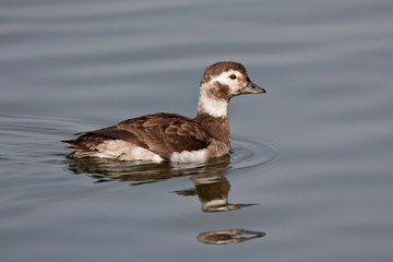 Long-tailed Duck (Clangula hyemalis)