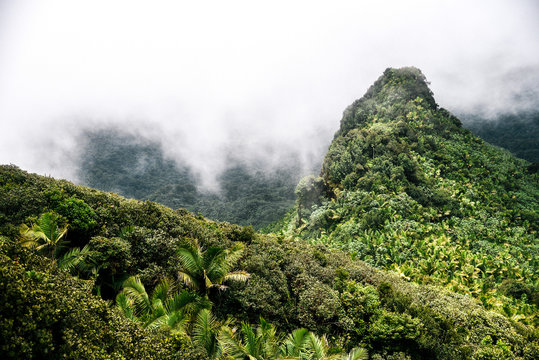 View from El Yunque Peak in El Yunque National Forest in Puerto Rico 