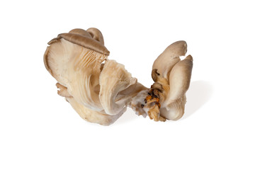 oyster mushrooms close up isolated on white