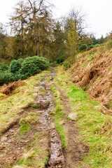 Obraz premium A forest hilly and muddy path trail with pine trees and green vegetation under a white cloudy sky