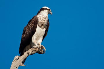 Osprey (Pandion haliatus)