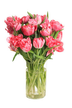 Bouquet of pink tulips in a glass vase isolated on white background.