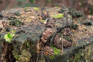 Fototapeta na wymiar stary pień porośnięty grzybami