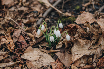 close up of snowdrop