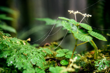 El Yunque National Forest in Puerto Rico 