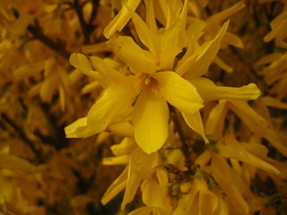 Spring yellow flower. Forsythia.