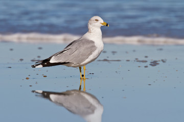 Fototapeta na wymiar Ring-billed Gull (Larus delawarensis)