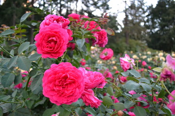 roses in the garden