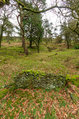 A view of a stone wall on a hilly forest slope with trees and green vegetation under a cloudy white sky
