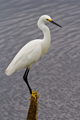 Snowy Egret (Egretta thula)
