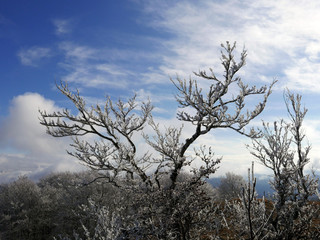 scenica natura ghiacciata in una giornata invernale