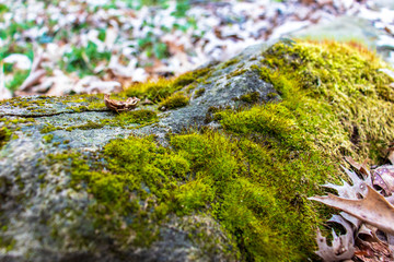 Moss on rock