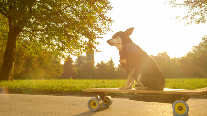 LENS FLARE: Cute miniature pinscher cruising through park on electric longboard