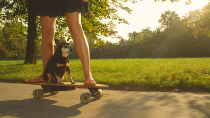 CLOSE UP: Cute senior dog sitting on longboard and rides with its female owner.
