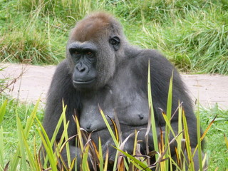 Gorilla
