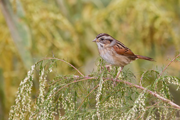 Swamp Sparrow (Melospiza georgiana)