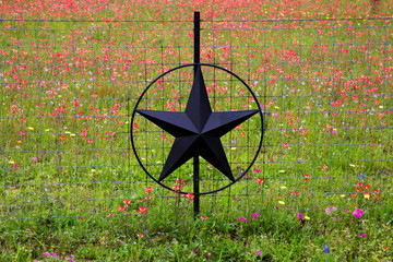 Texas Hill Country in Colorful Spring Bloom