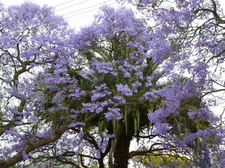 Jacaranda