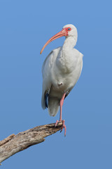 White Ibis (Eudocimus albus)