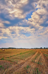Fototapeta na wymiar Straw bales in summer under clouds.