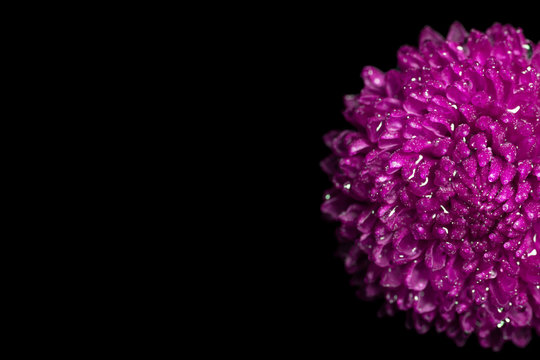 Purple / violet flower isolated on black background with copy space. Flower background