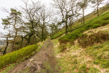 A forest path trail with trees and green vegetation under a white cloudy sky