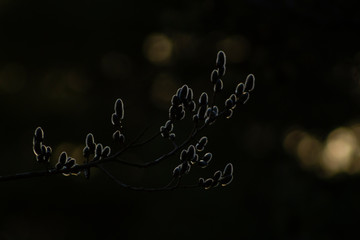 Outline of willow catkins in warm light, with blurry background with spots of bright light.