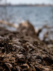 close up of a fallen tree lying in the shore of a lake, bokeh background, selective focus