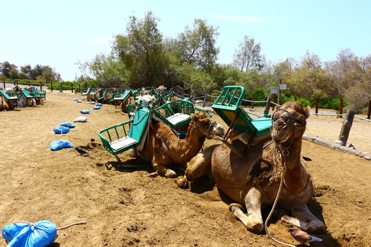Kamele In Maspalolmas auf Gran Canaria