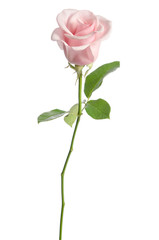 single pink rose isolated on white background