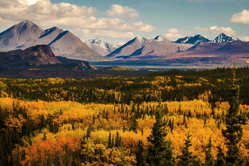 Autumn colors in Denali state and national park in Alaska