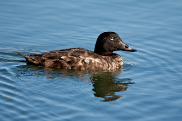 White-winged Scoter (Melanitta fusca)