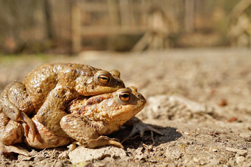 Erdkröte bei der Paarung