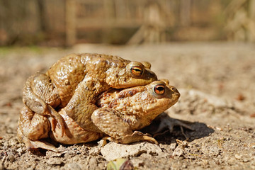 Erdkröte bei der Paarung