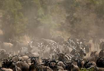 Great Migration of Wildebeests and Zebras at Mara River, Kenya