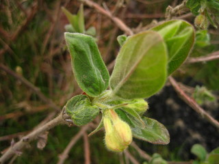 Spring green plant in the garden. Honeysuckle.
